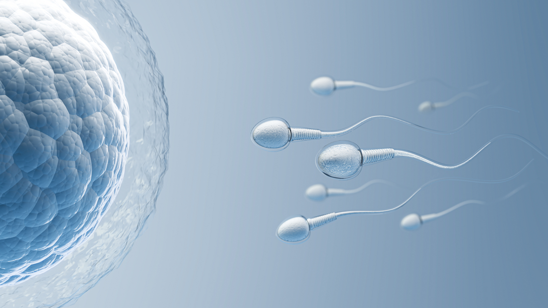 Mitozz®: Energía celular como aliado natural en la fertilidad